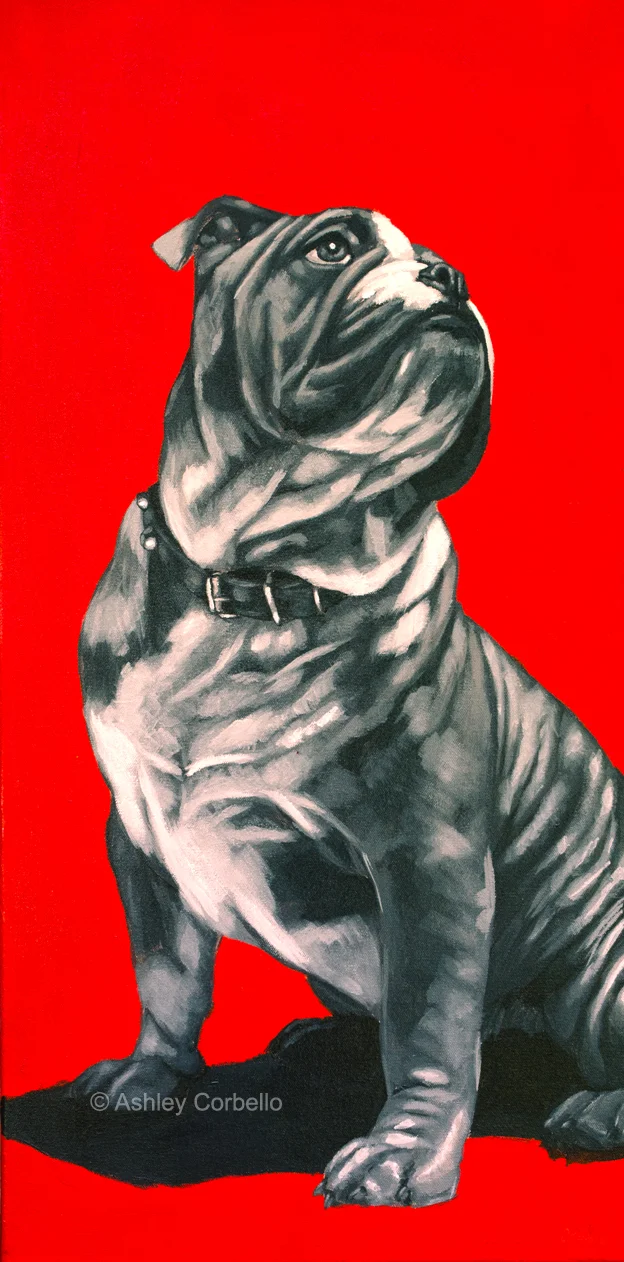 ashleycorbello_bulldog_web.jpg