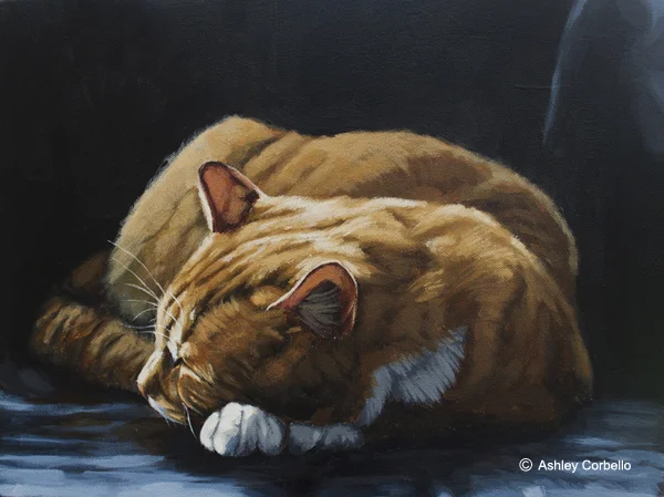Orange Tabby sleepingweb.jpg