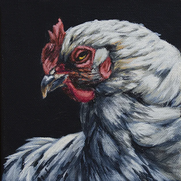 rooster.jpg