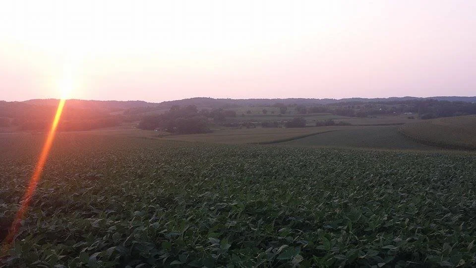 # 20 - The Vicious Cycles of Life.