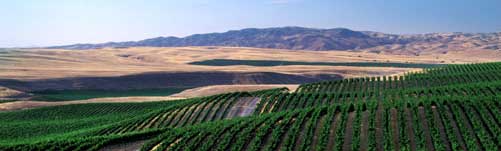 French Camp Vineyard