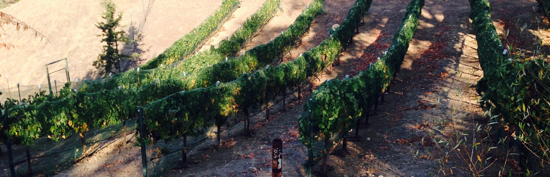 Black Vineyard