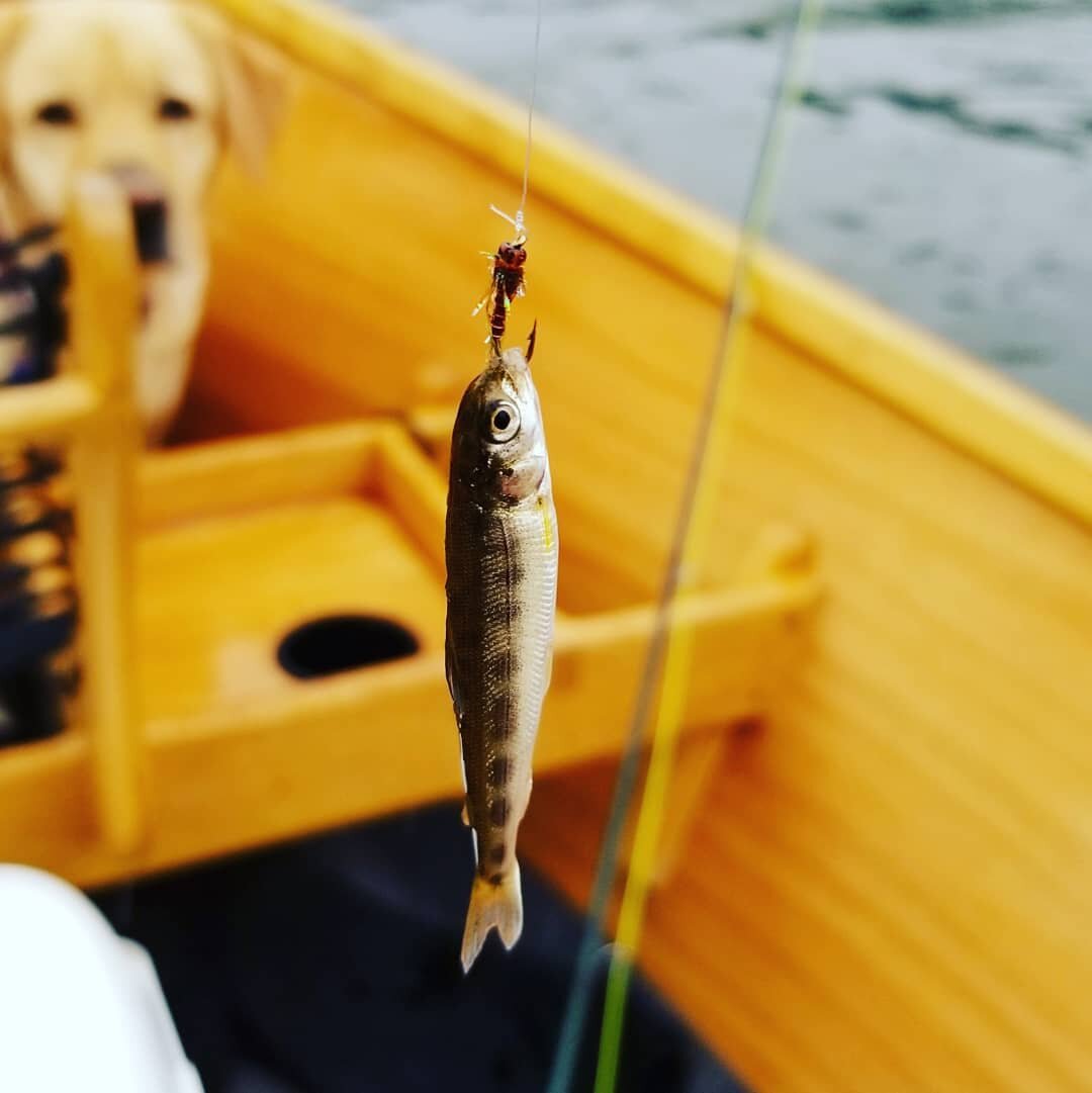 Hank says, Is there a record for the smallest fish caught on a fly?