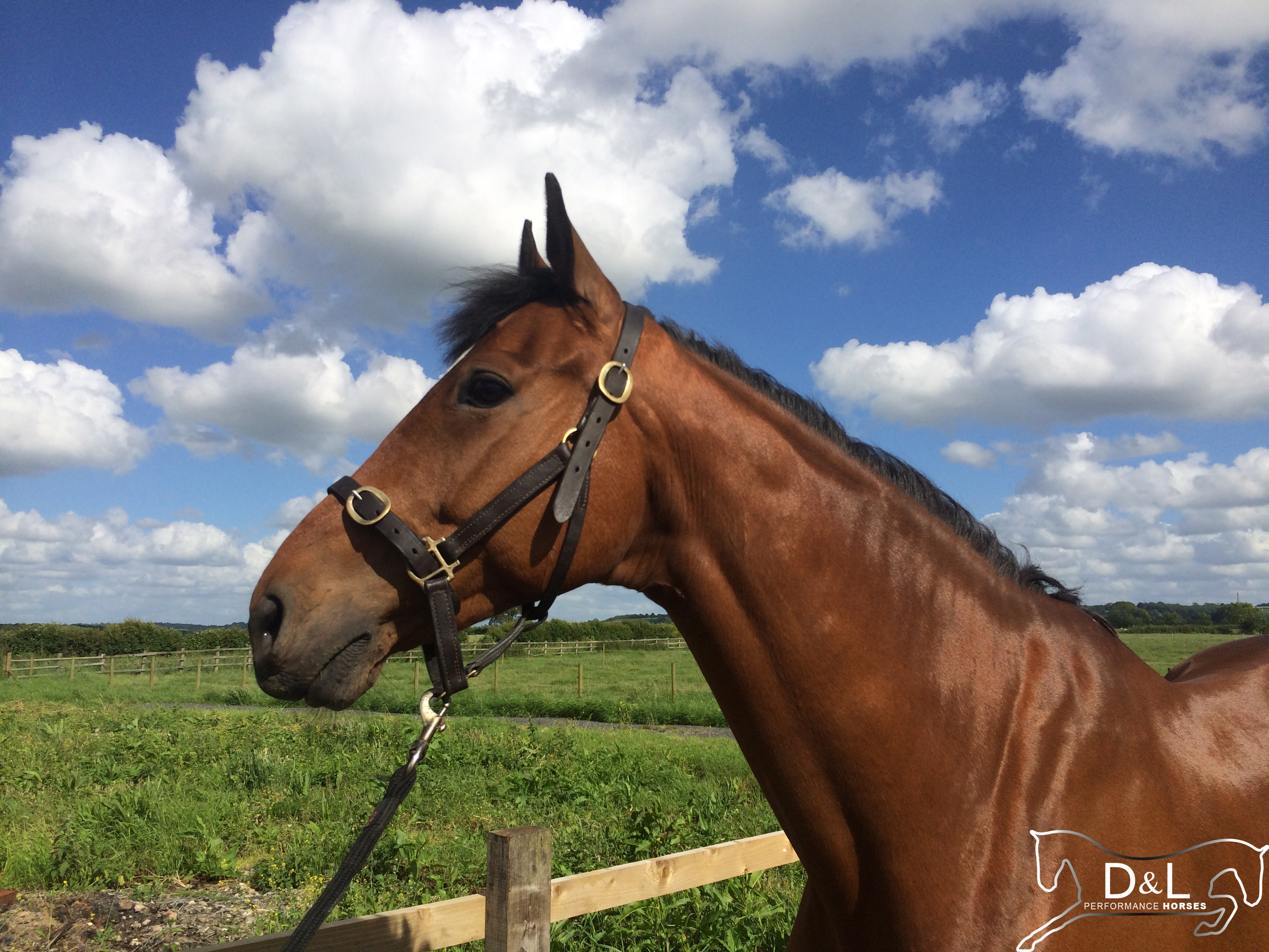 Aspen Headshot June 2014.jpg