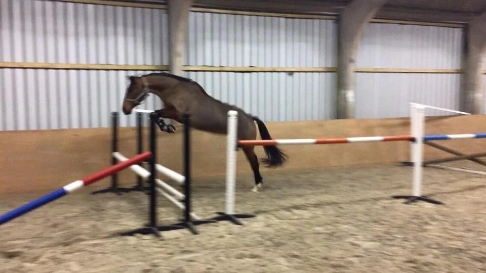 Paloma Loose Jumping.jpg