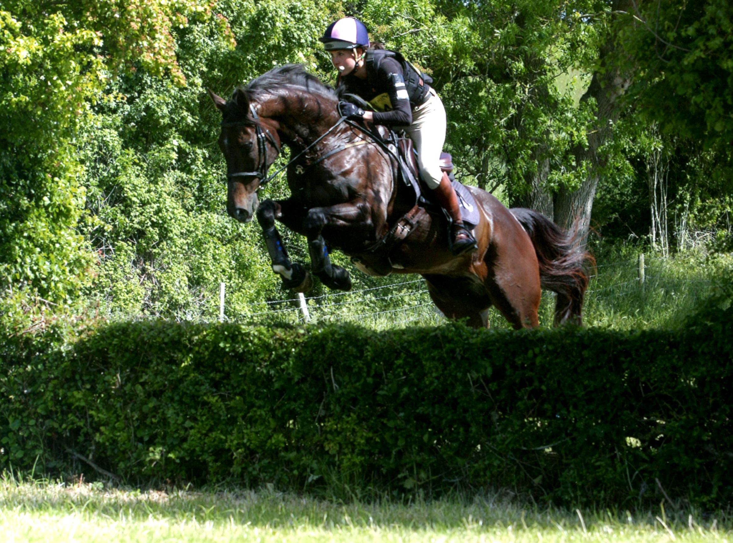 Loki OBH HT June 2015.jpg