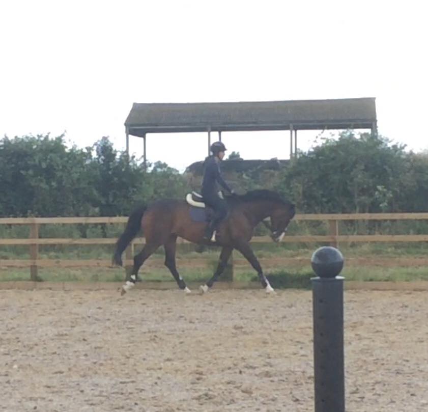 Gucci Trotting Aug 16.jpg