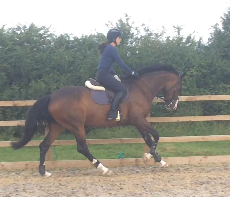 Gucci Cantering Aug 16.jpg