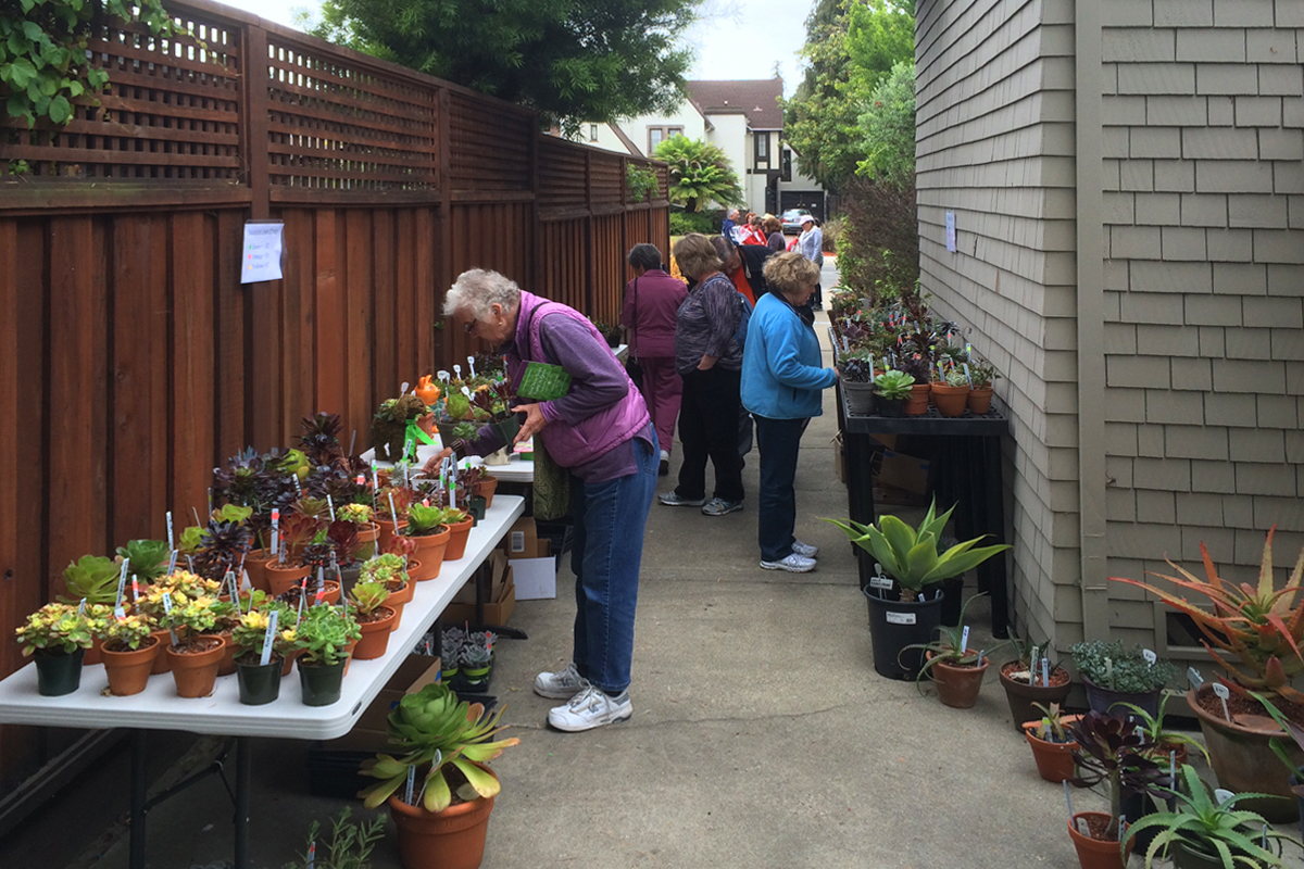 ASF-PlantSale_Images-01.jpg