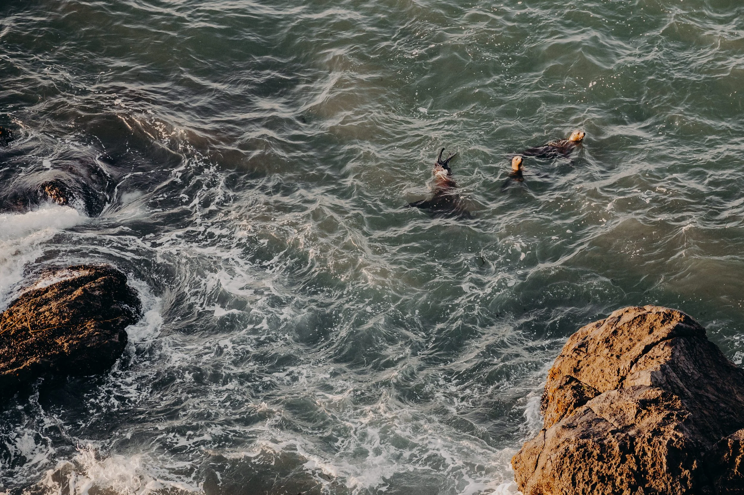 Waves crashing against rocks in the ocean, with three seals swimming near the surface.