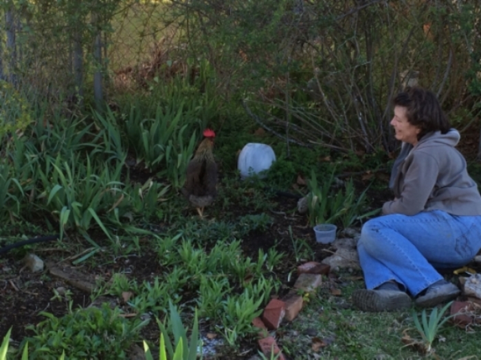 Susan and Sugar the chicken gardening together