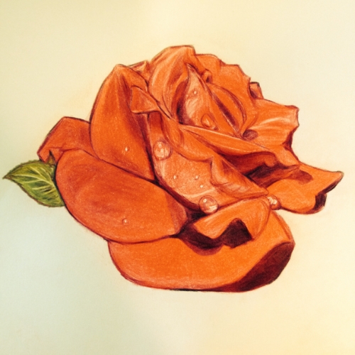 Red rose, colored pencil, by Nancy Lee