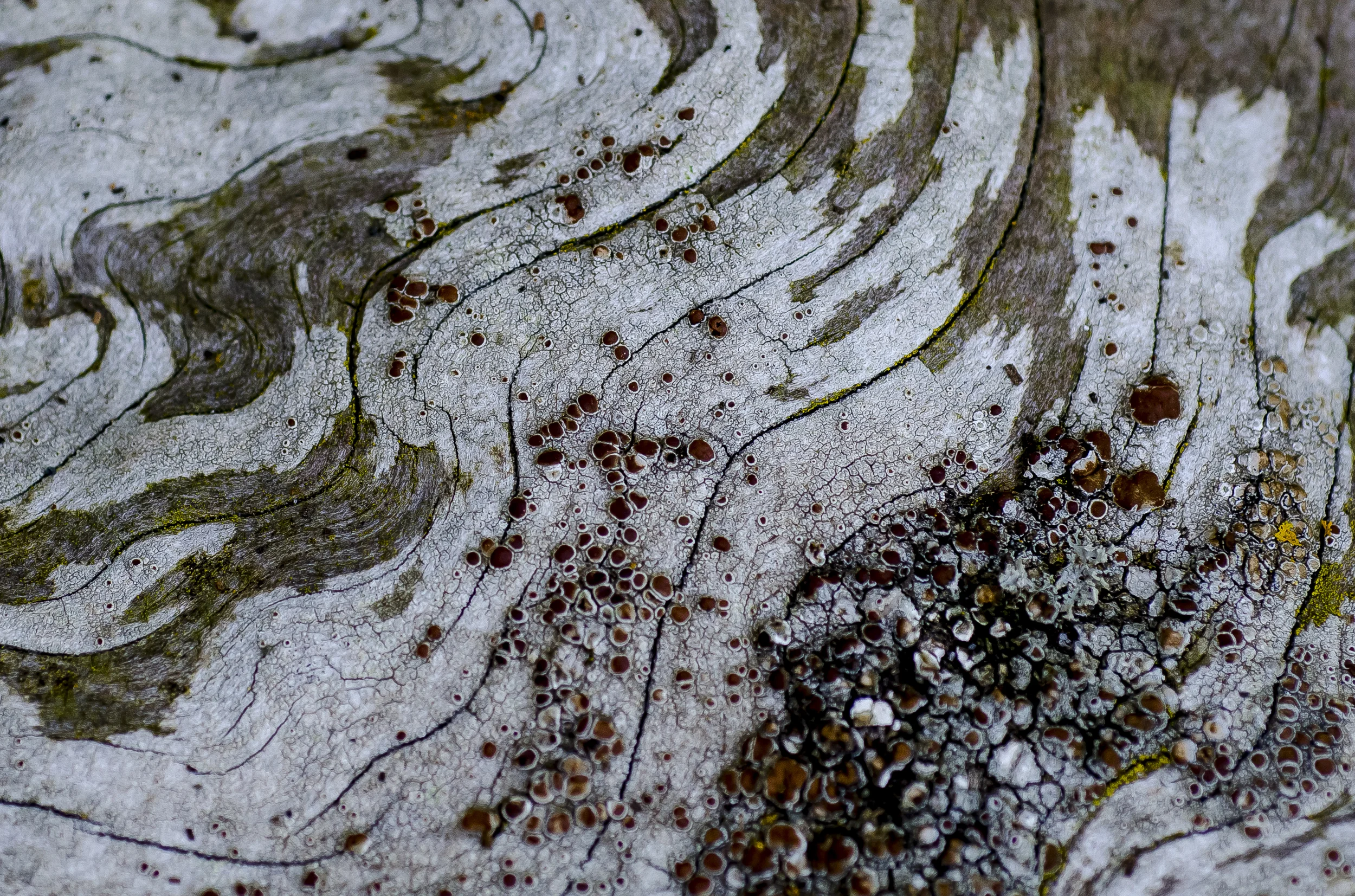 DSC_5305-44 copy.jpg