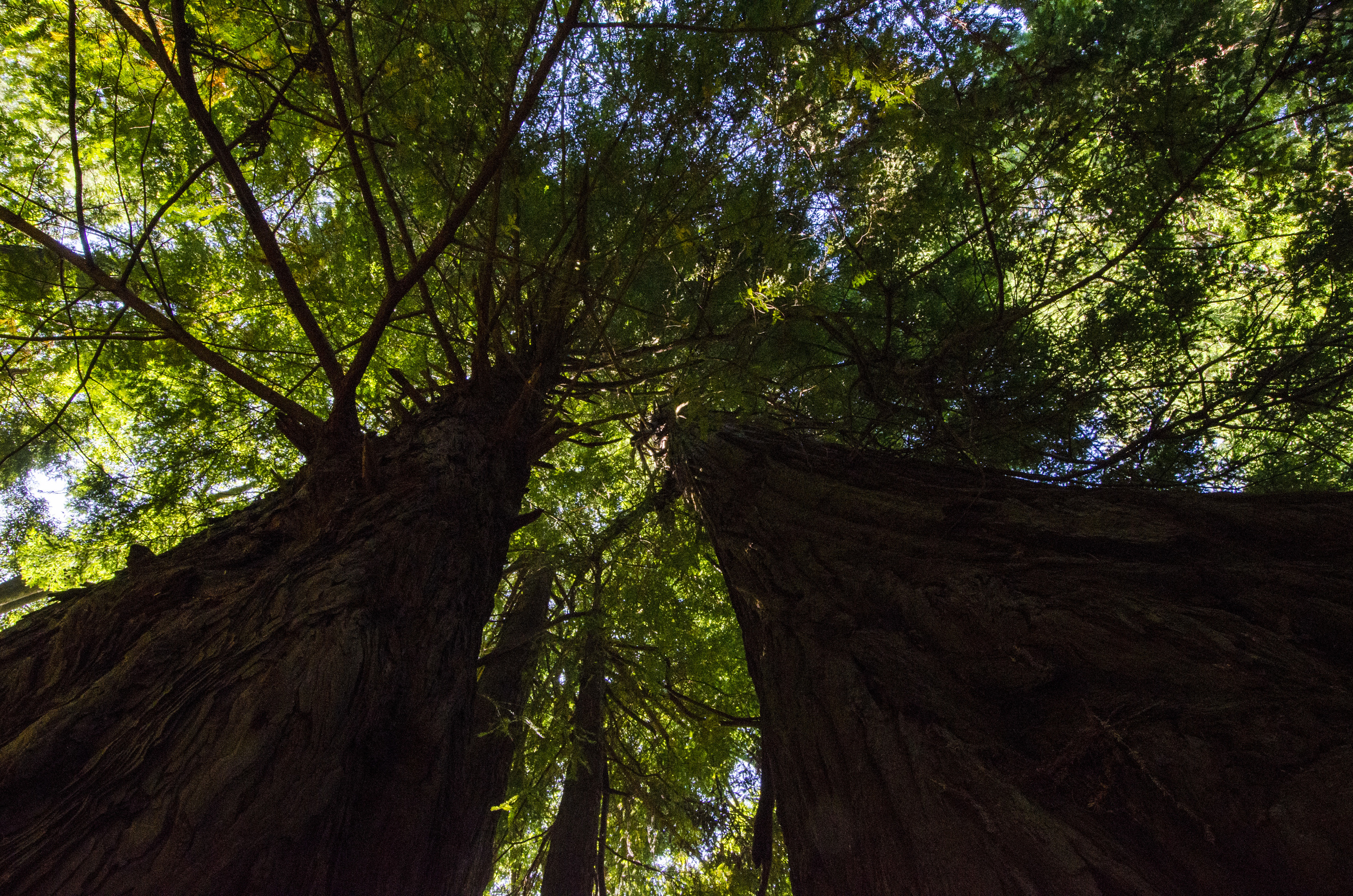 Redwoods Near Mendocino