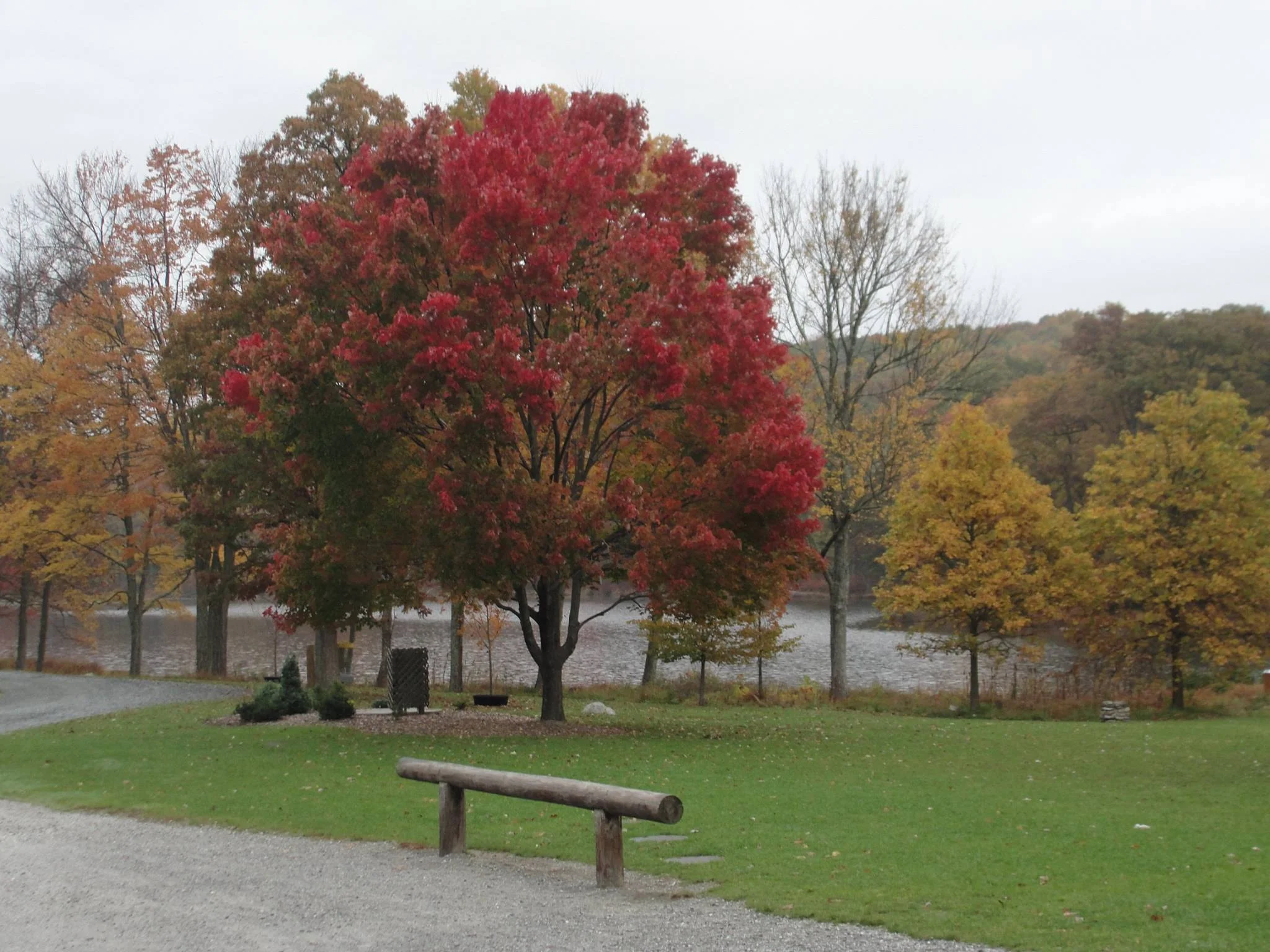 fall tree.jpg