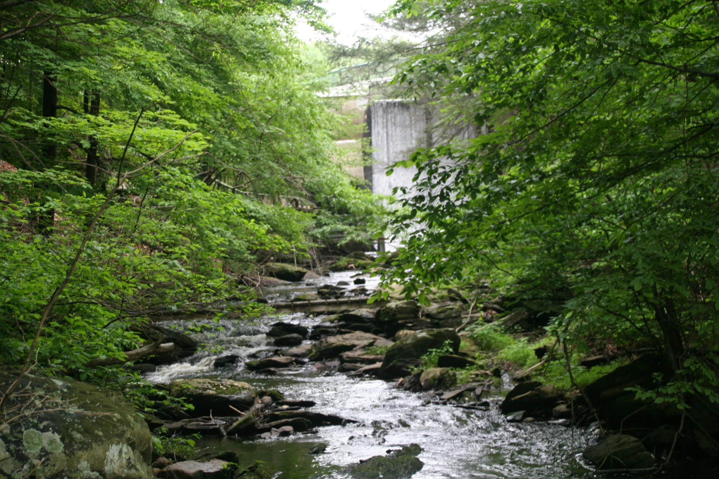 stream:dam.jpg