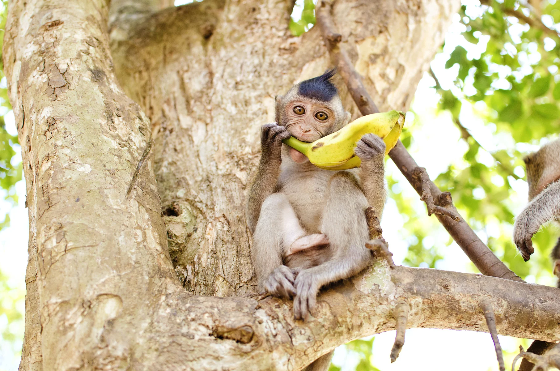 27422-1170361-MONKEY.jpg
