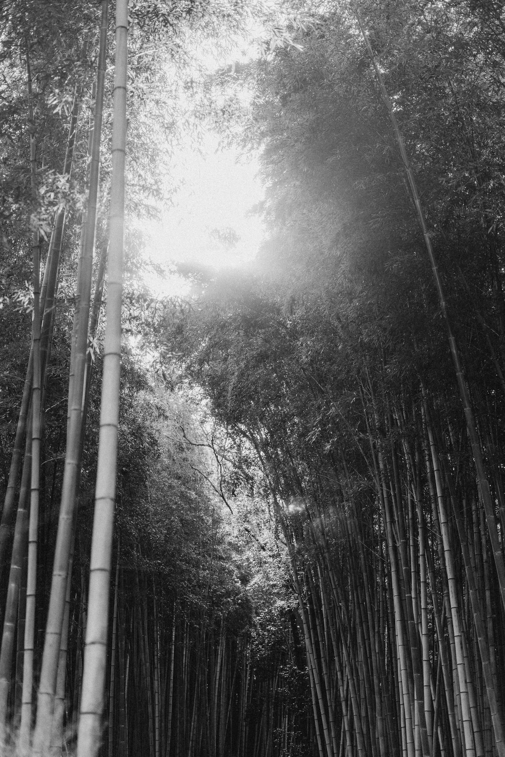 kyoto4.jpg