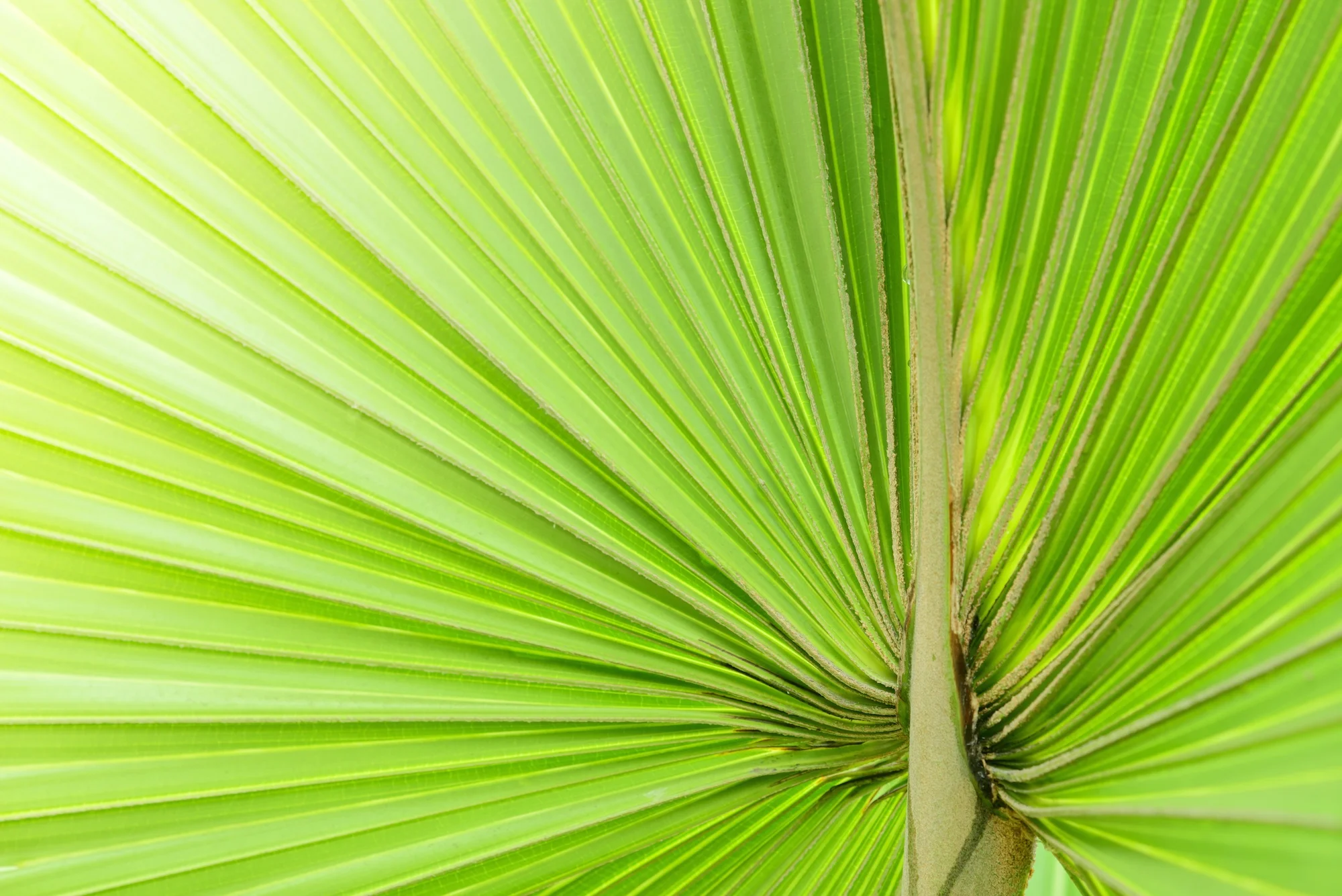 Dollarphotoclub_64322626.jpg