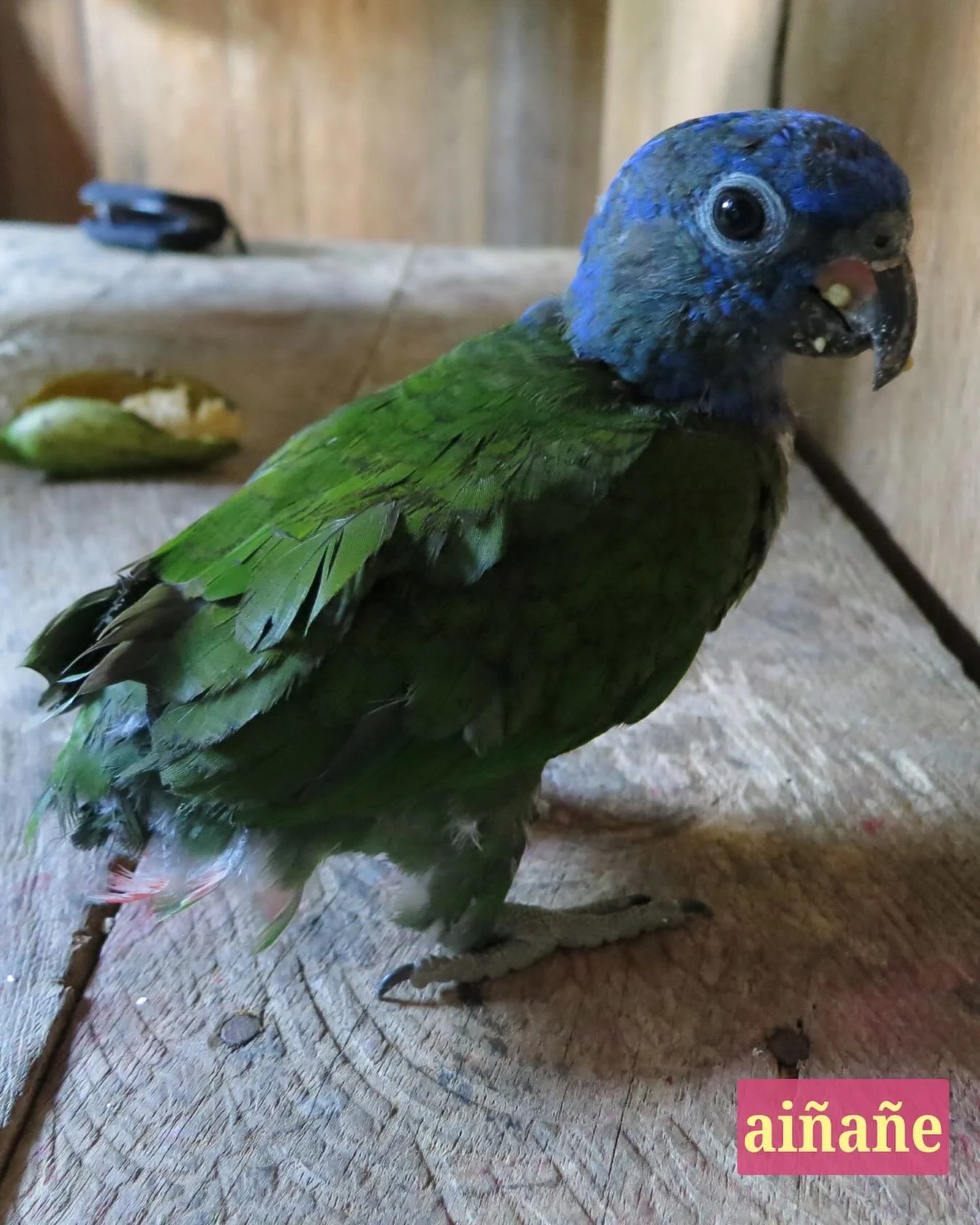A pet bird in the community of Duvuno with the remains of banana on its beak. Such pet birds are often everywhere in a house: sitting on someone&rsquo;s shoulder, balancing on a hammock, or dipping their beaks into a person&rsquo;s bowl of stew or ba