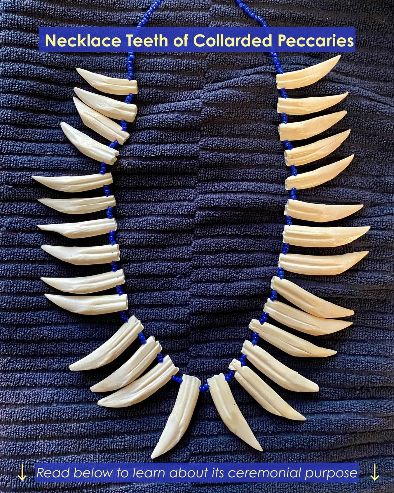 One of the most prized possessions of contemporary Cof&aacute;n men: a full necklace of teeth that came from saquira, or collared peccaries, one of the most important animals in the Cof&aacute;n diet. For ceremonial purposes, men wear these necklaces