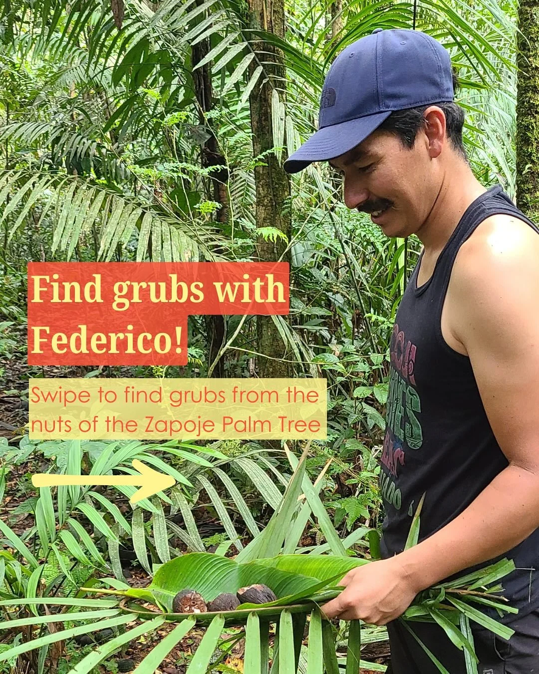 While camping along the Zabalo River, Federico Borman demonstrates how to find grubs from the nuts of the Zapoje Palm Tree. These grubs will be used for fishing. This is a traditional method of relying on the forest for sustenance. 

#cofan #cofansur