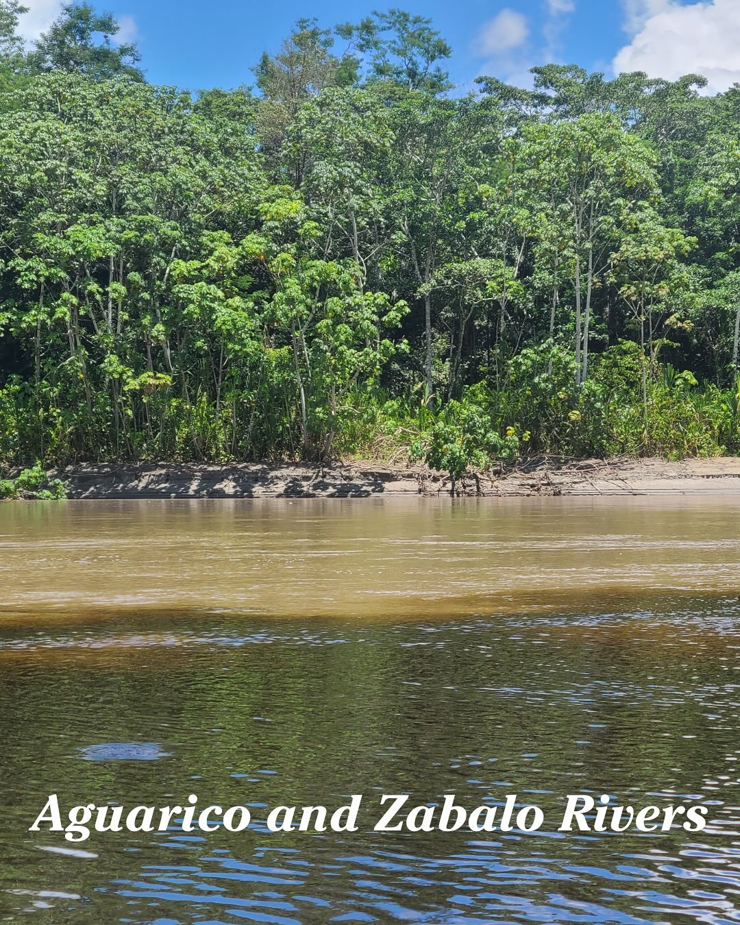 Below there are photos of the Aguarico River with the Zabalo River creating this unique mixture of water color. The Zabalo River is unique in that the color looks like a tea due to the leaves that fall in the water and release tannins. 

#cofan #cofa