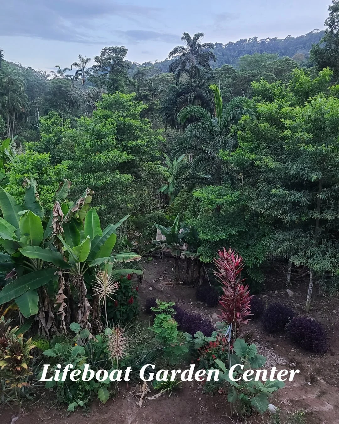 These are the views from the Lifeboat Garden Center. As you can see, there&rsquo;s so much greenery and nature that should be preserved. More information about the lifeboat center coming later this week!

#cofan #cofansurvivalfund #ecuador #amazonia 