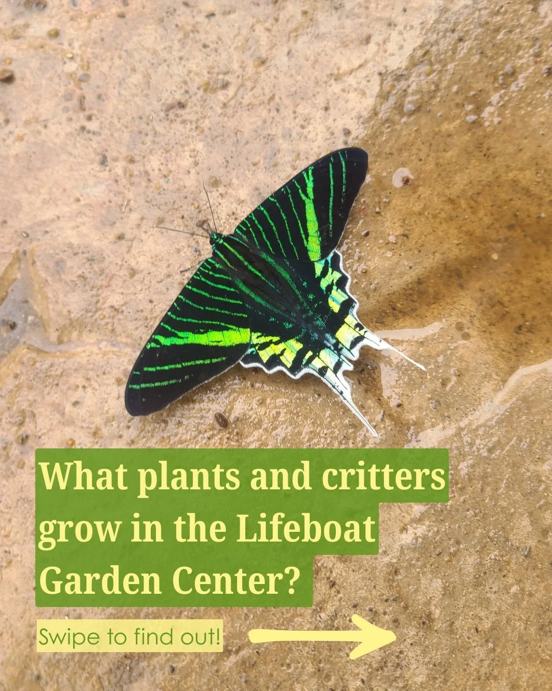 While the Lifeboat Garden Center has great views rooted in its greenery, it also has a plethora of wildlife that benefits the Cofan community. While it may be your first instinct to focus on the beauty of the Green-banded Urania Day moth, the resourc