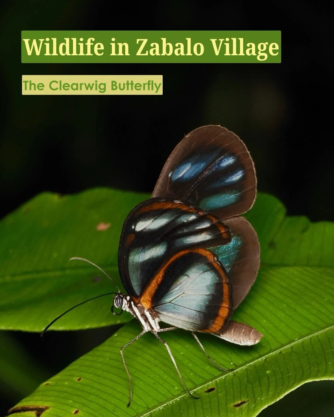 From a recent guest to Zabalo village, these photos are the start to a mini wildlife series. This guest, a bug expert, had an excellent time photographing hundreds of species of bugs and was impressed by the conversation efforts reflected in the heal