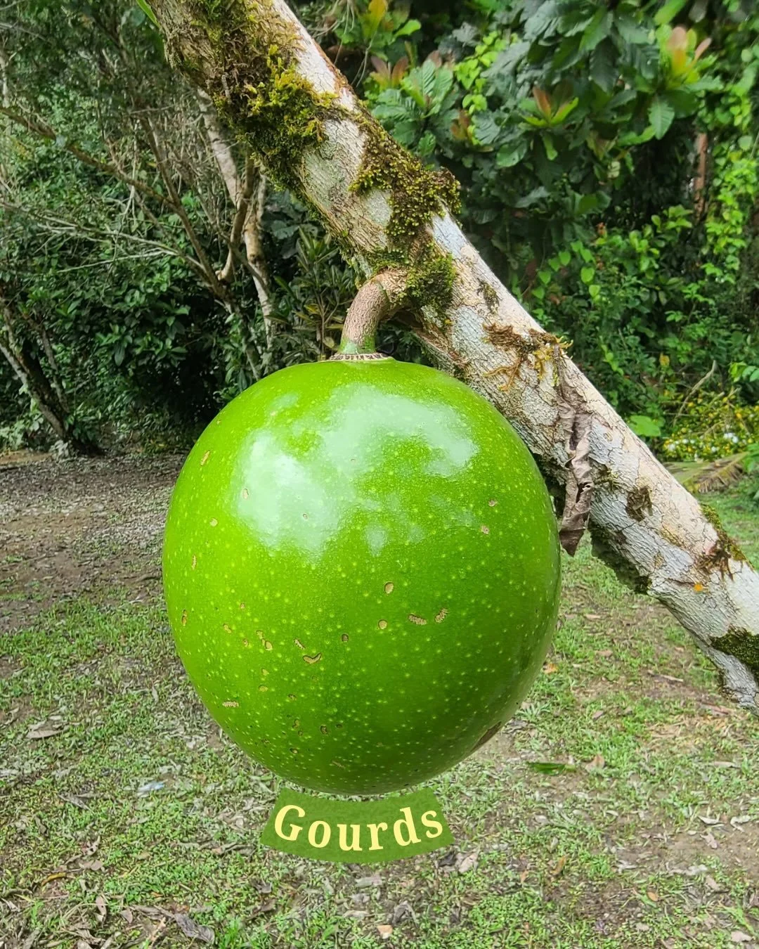 Photographed are gourds that grow on trees throughout Amazonia. Traditionally the Cofan harvest them, dry them, hollow them out, and use them as bowls with which they drink a warm sweet plantain drink (larger gourds are used) and a caffeinated drink 