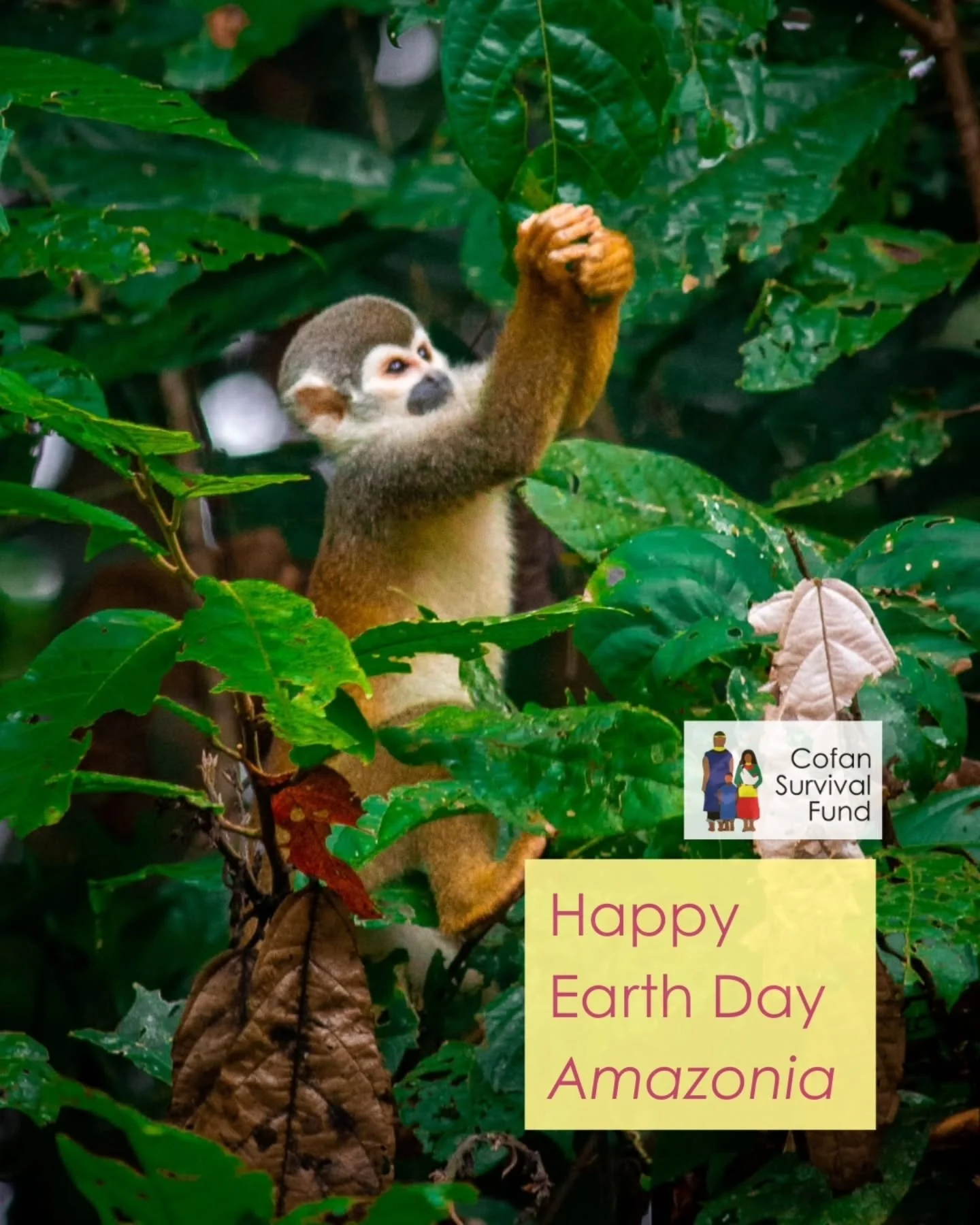We want to wish a happy Earth Day tomorrow to all the creatures and critters of Amazonia. Our founder, Randy Borman, said he felt a personal responsibility to each living thing down to the smallest fugus that grows in these protected territories. 

W