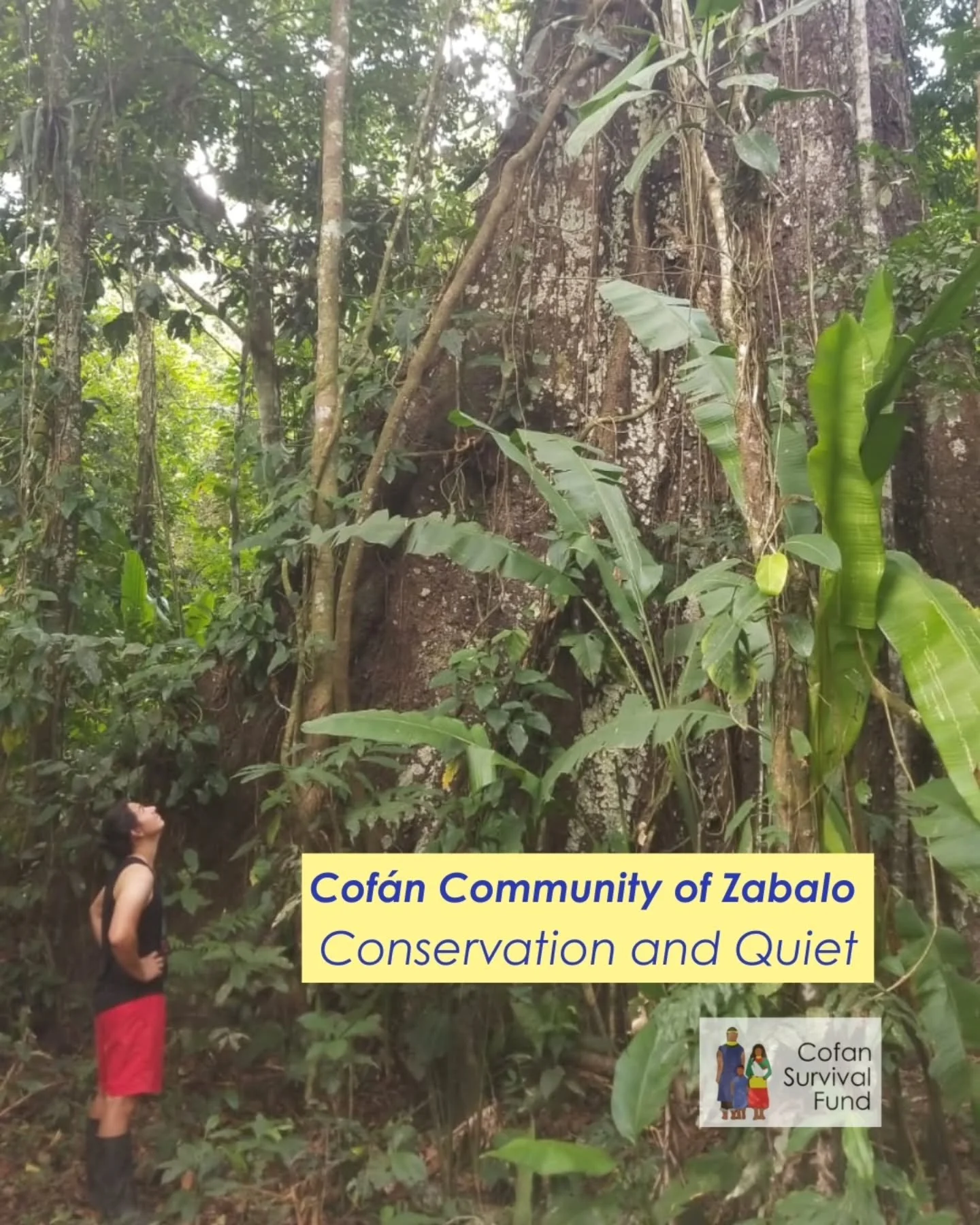 Thanks to the remarkably successful conservation by the Cof&aacute;n, Zabalo has become one of the last places on Earth listen to a natural rainforest environment without the interfearance of human-made sound pollution.&nbsp;

As Cof&aacute;n people,