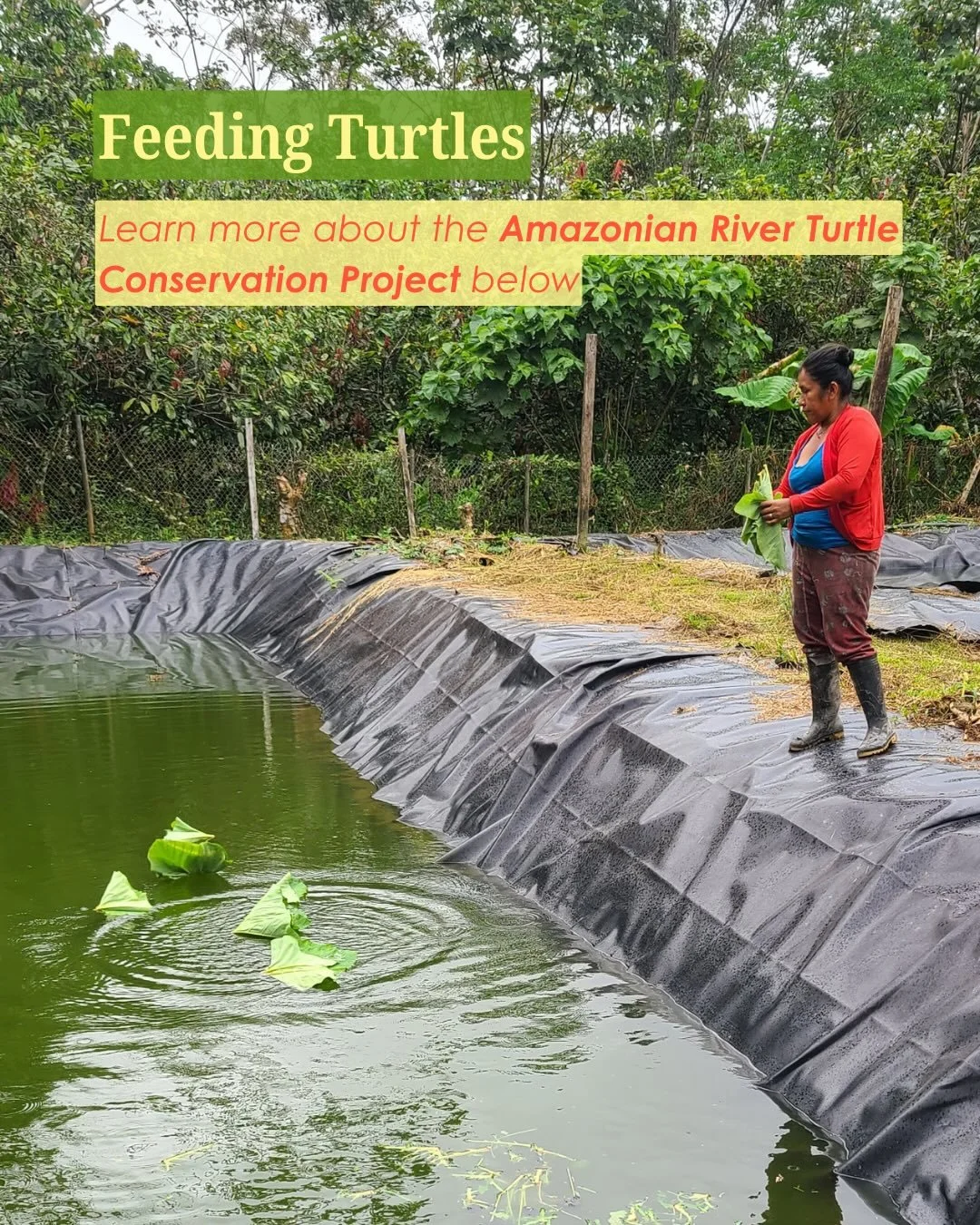 Guests to the Zabalo community visit the Amazonian River Turtle Conservation project, where a community member (named Dina) shows them how she feeds the turtles. Also pictured are the artificial beaches where the turtles are hatched and carefully loo