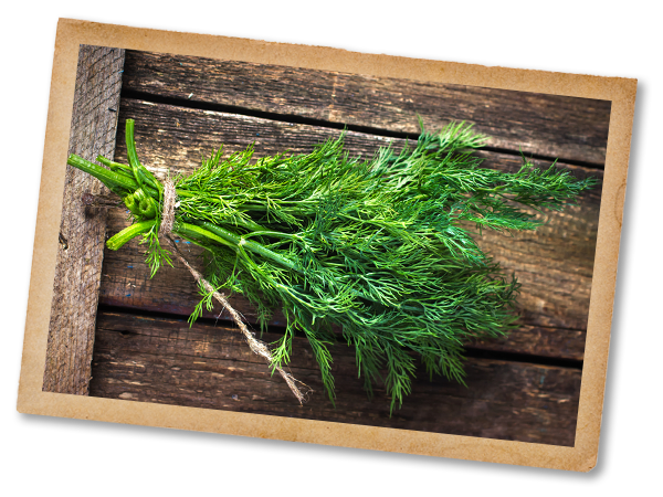 dill.png