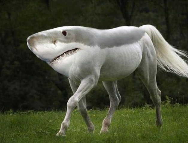 vows and promises shark horse.JPG