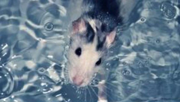 Luke 9:51-62 "Set His Face"