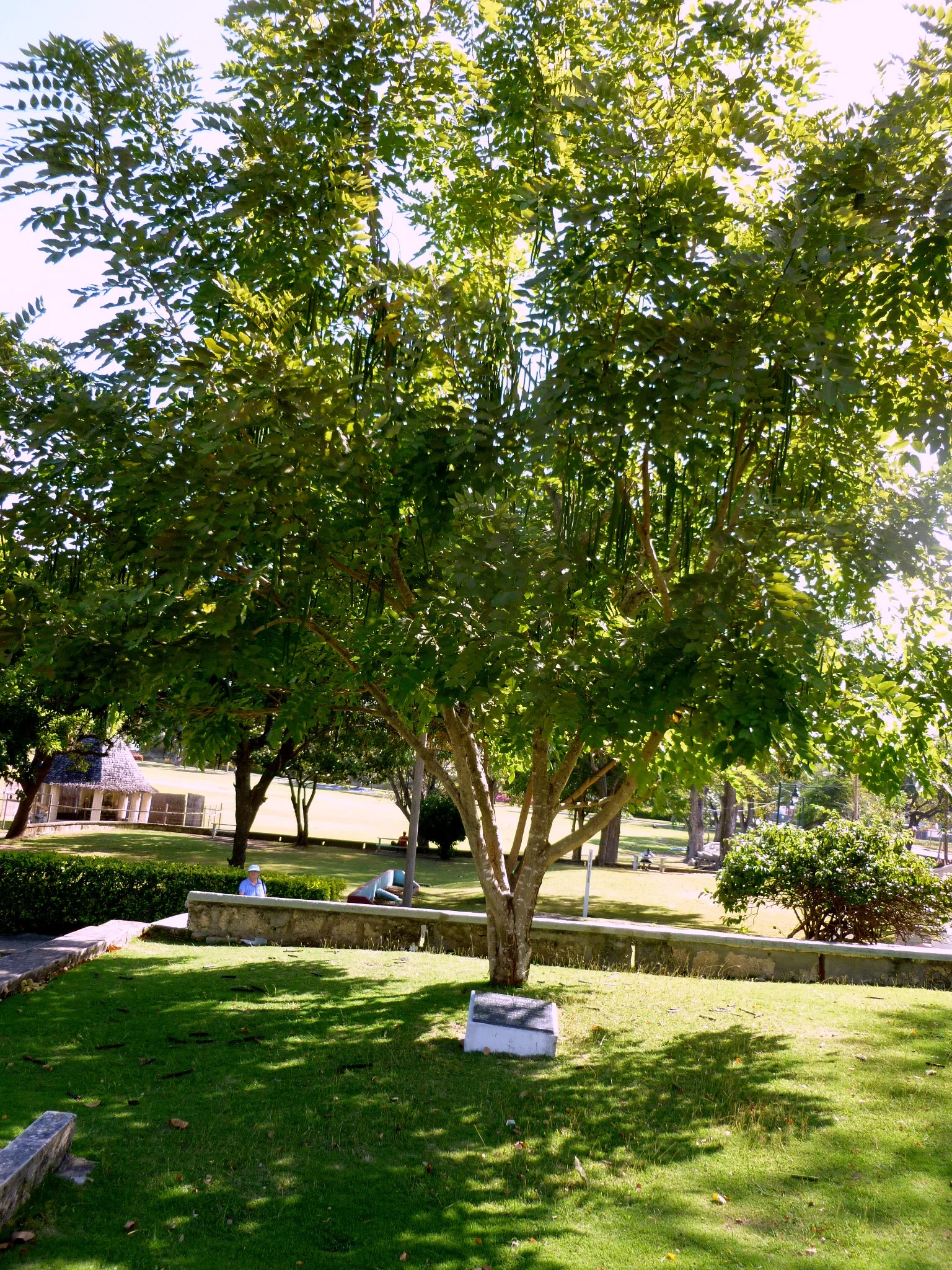 Americans tree Barbados.JPG