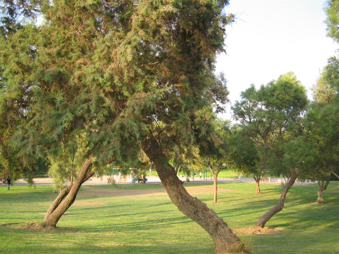 Ashdod memorial 1.gif