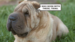 sharpei.gif