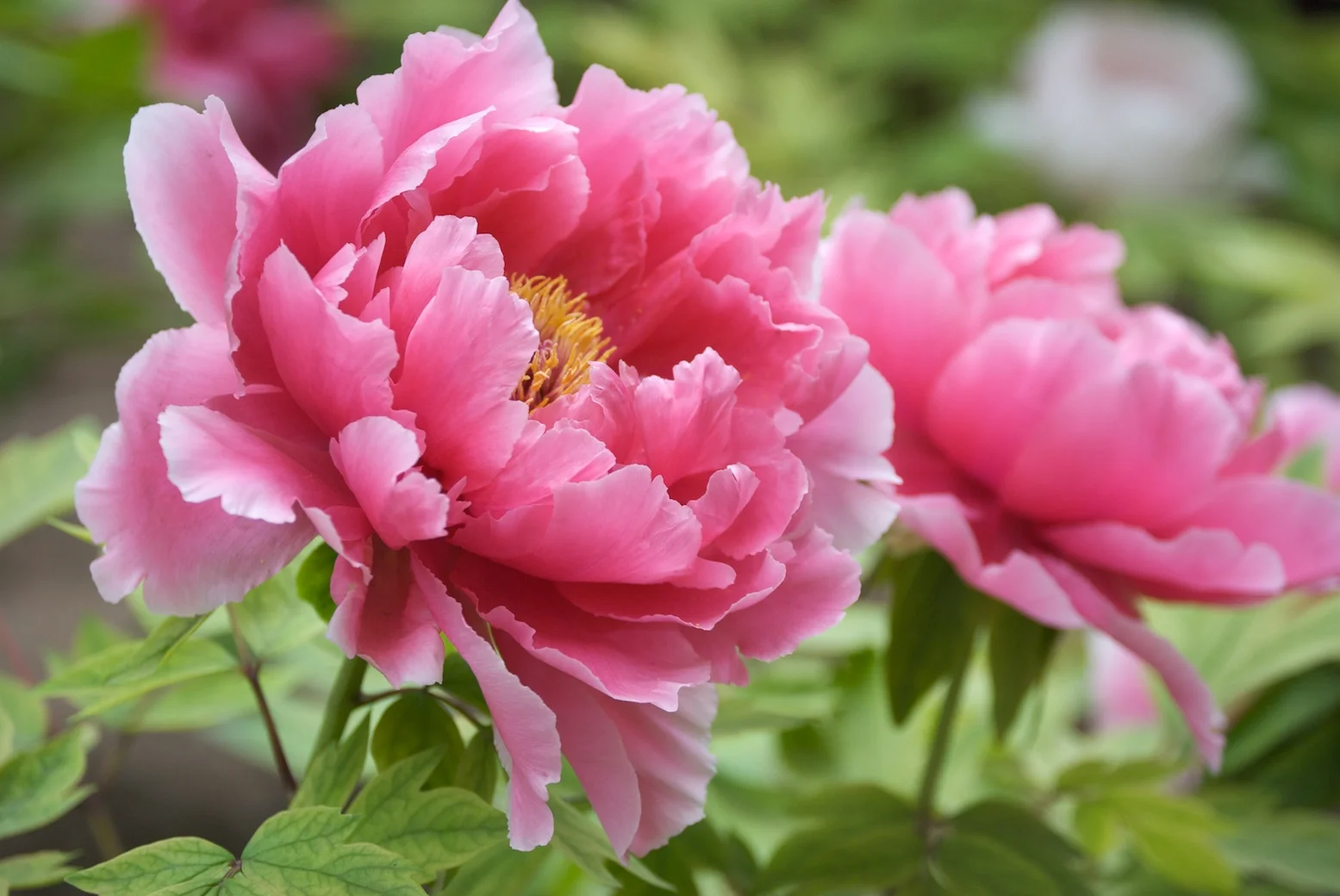 stockvault-pink-tree-peony105581.jpg