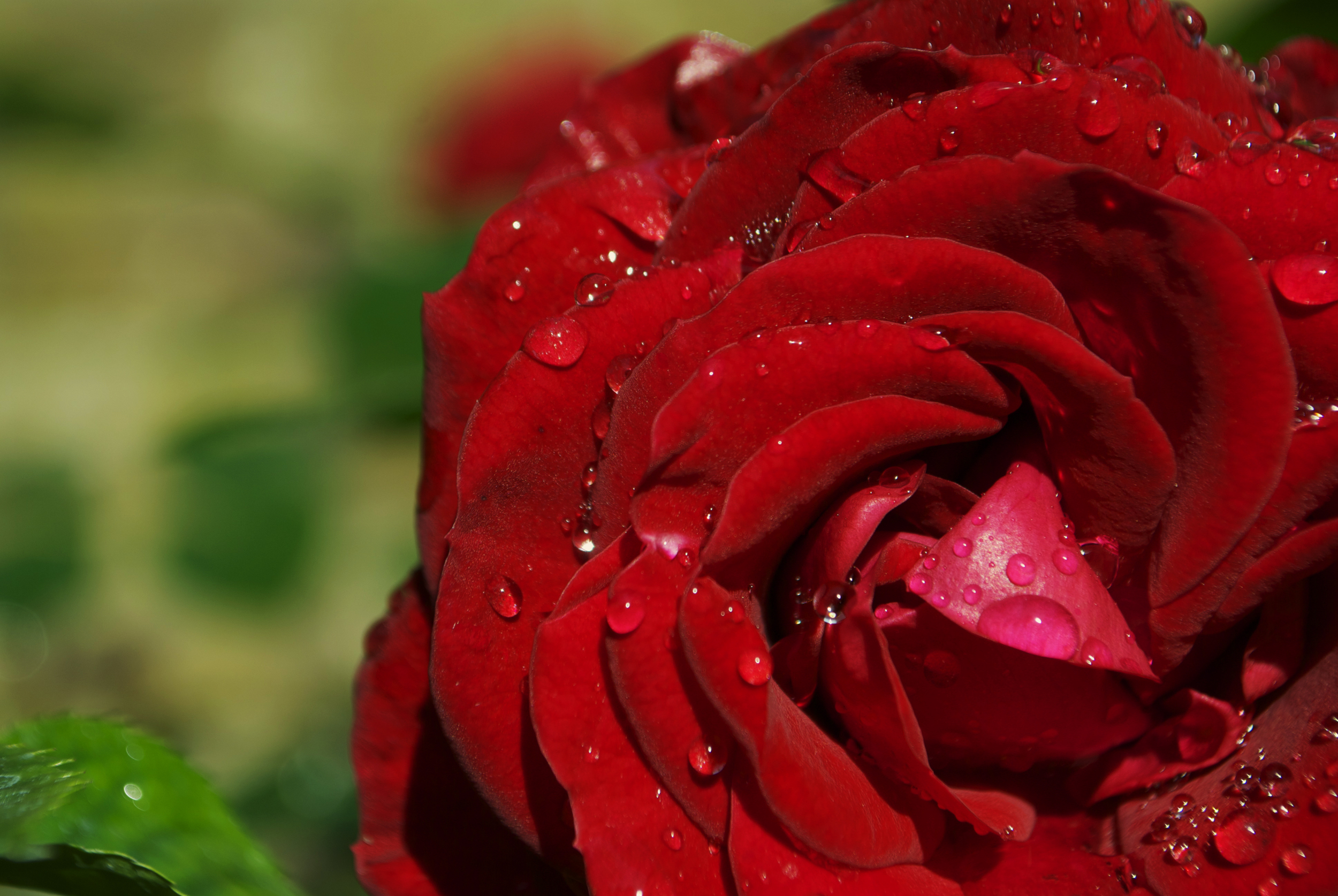 MACRO | Rose