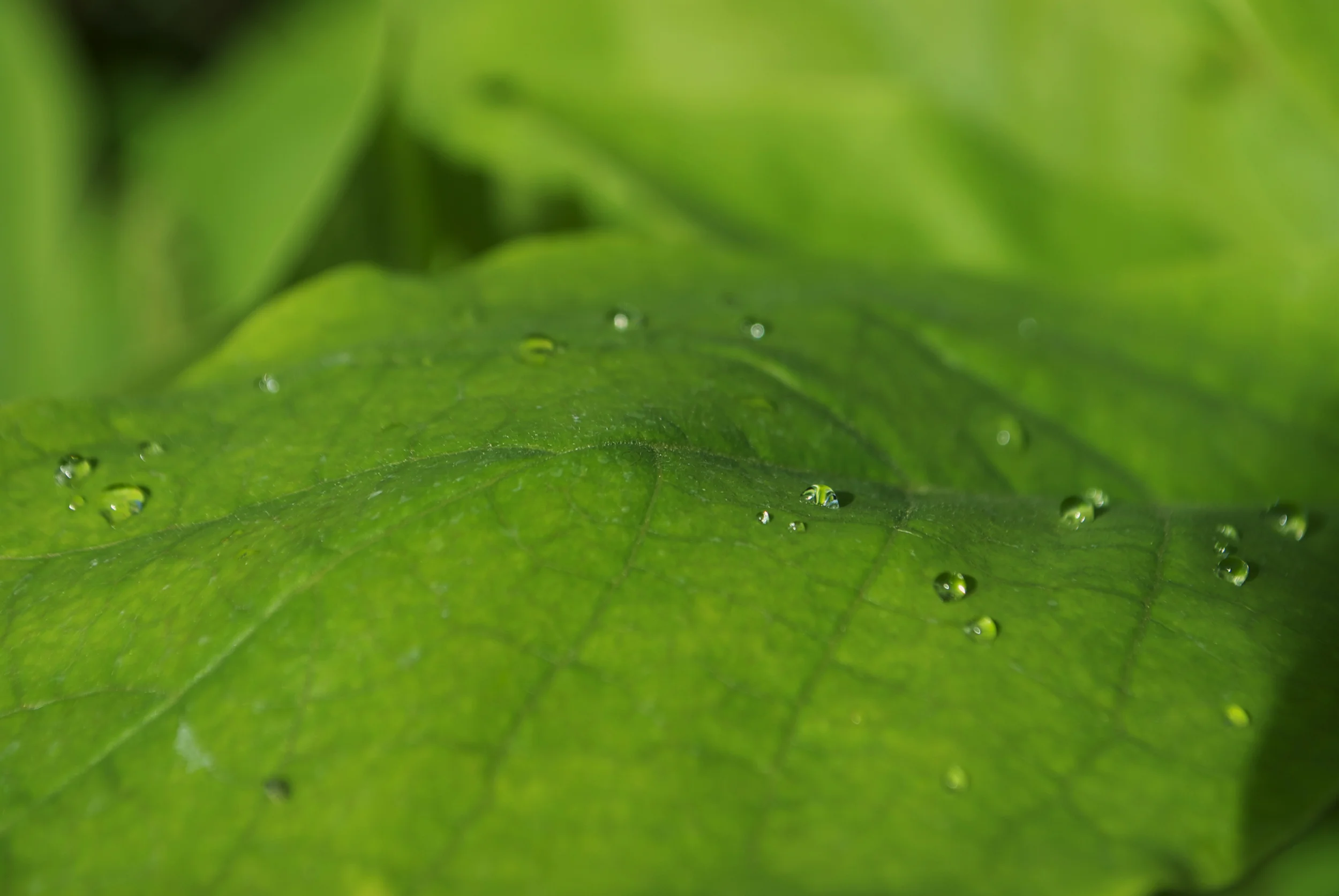 MACRO | Leaf