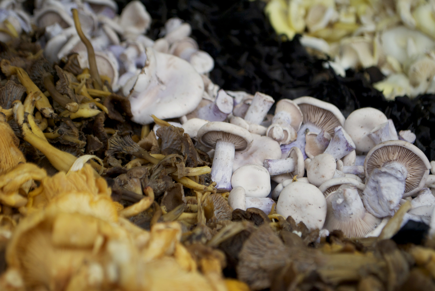 FOOD | Mushrooms