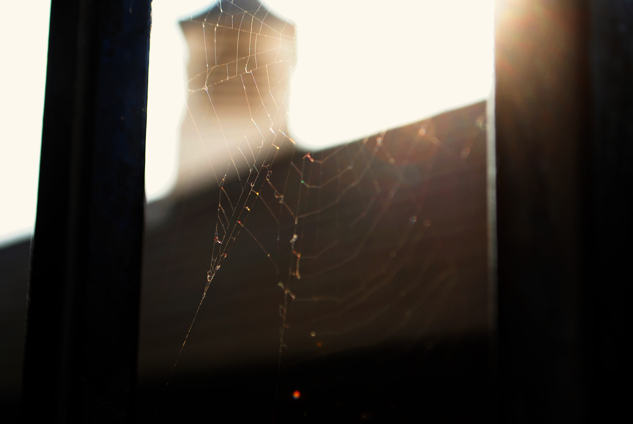 MACRO | Spiderweb