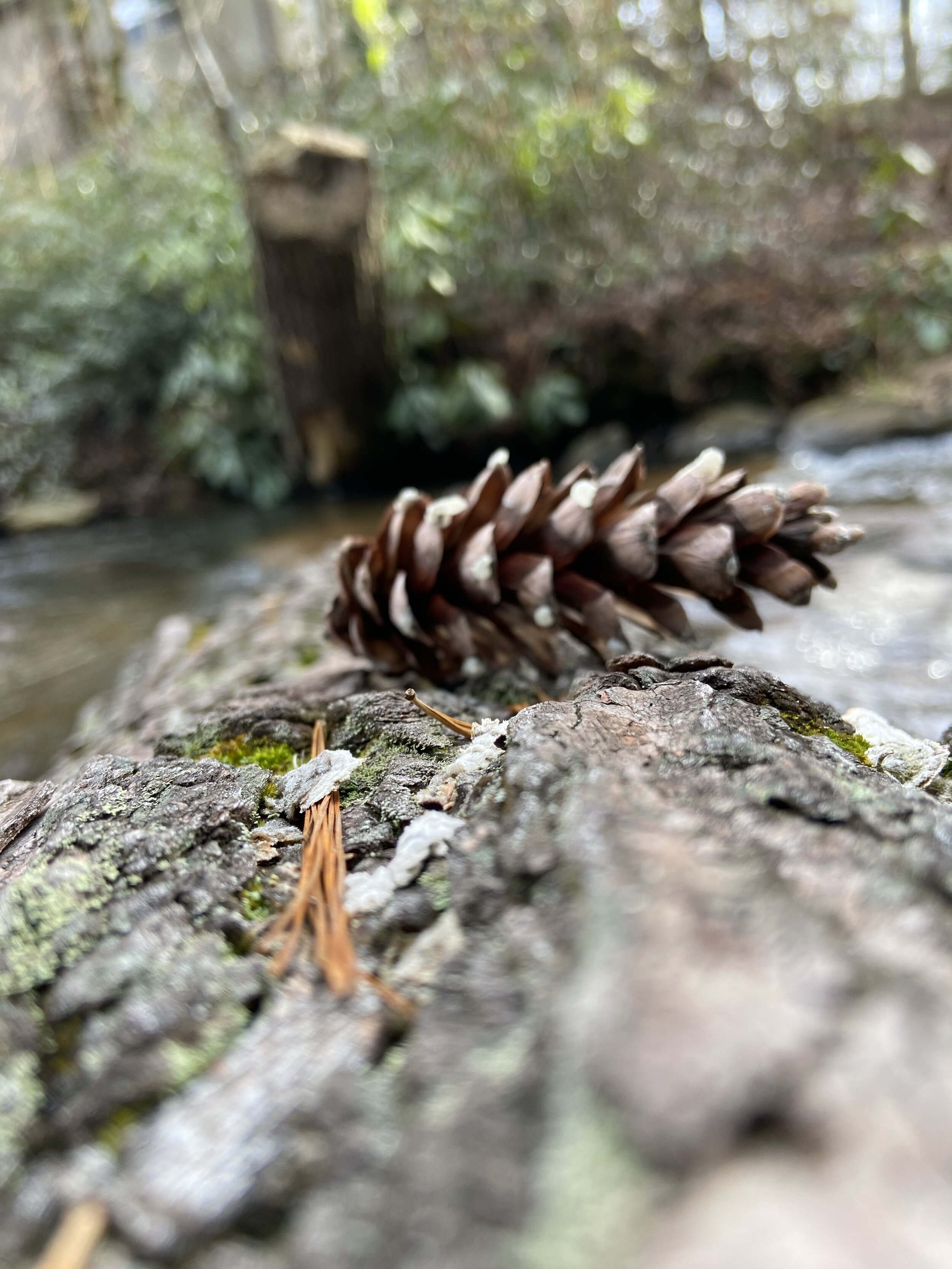 pinecone on a log