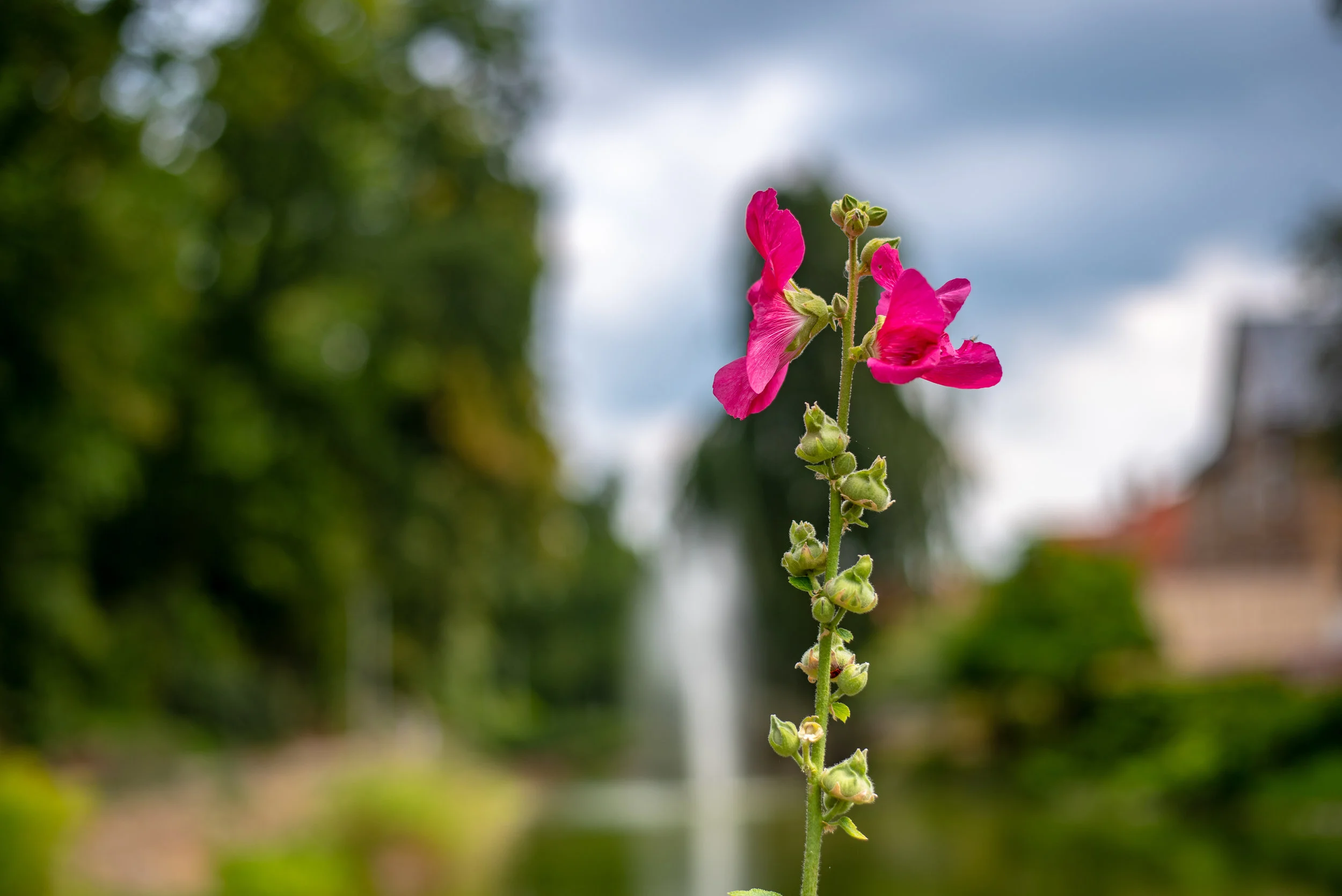 DSC_2912.jpg
