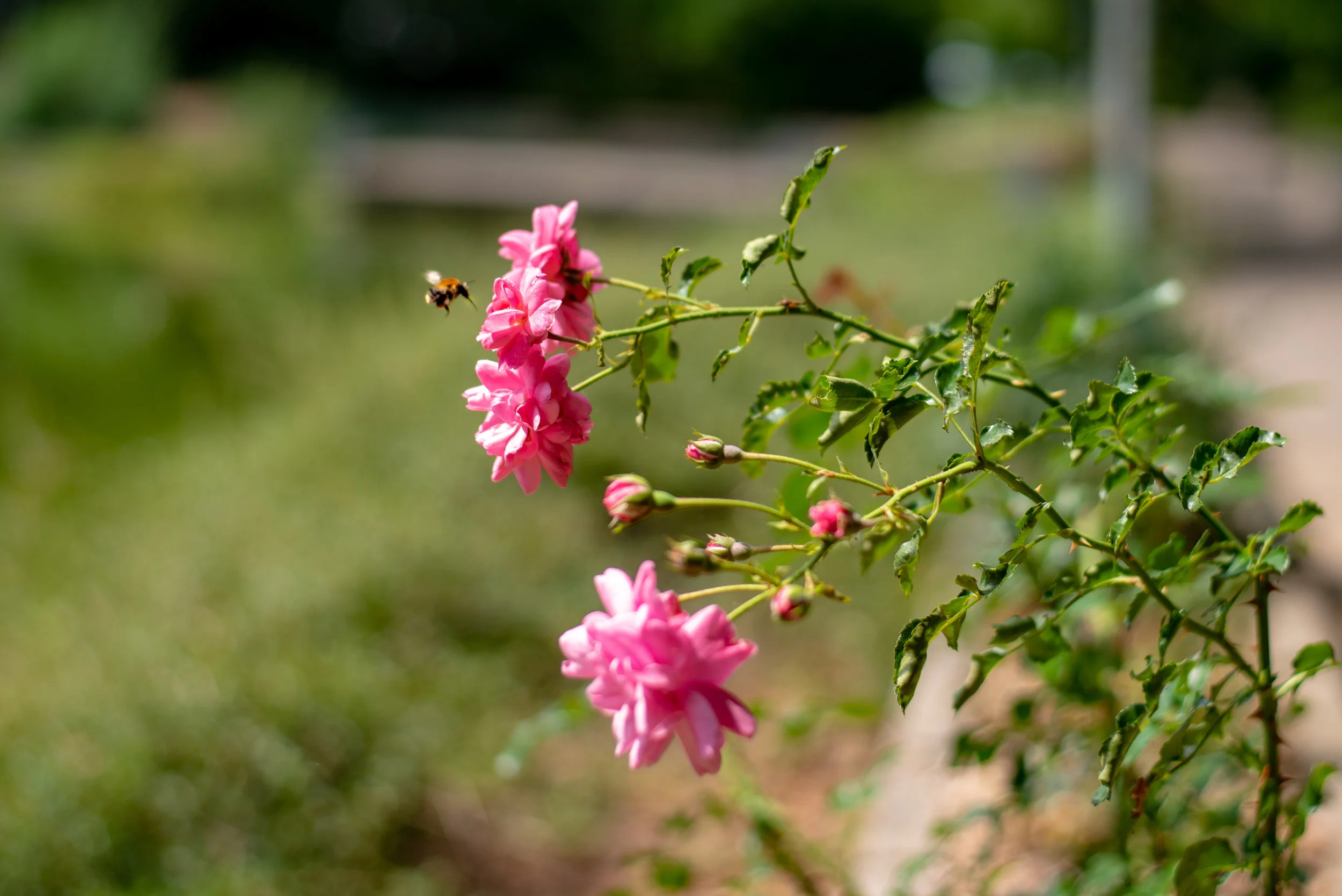 DSC_2919.jpg