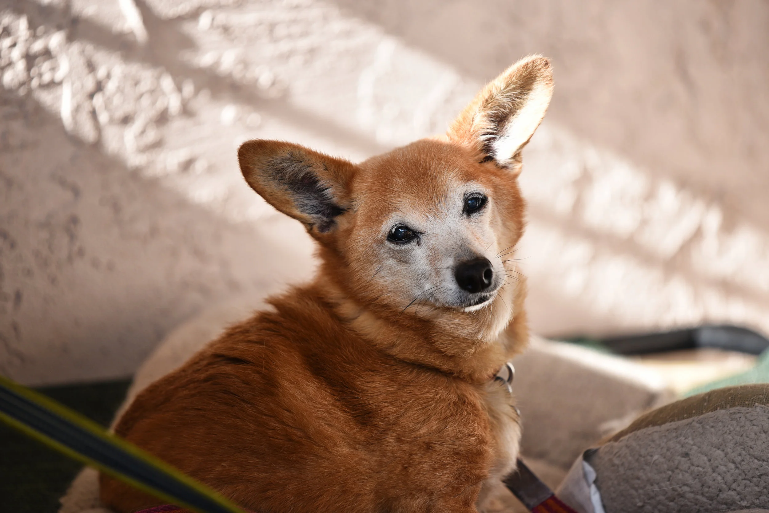 Rusty pose 1.jpg