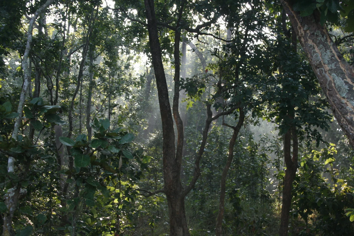 Visiting Bardia Wildlife Reserve on a Budget